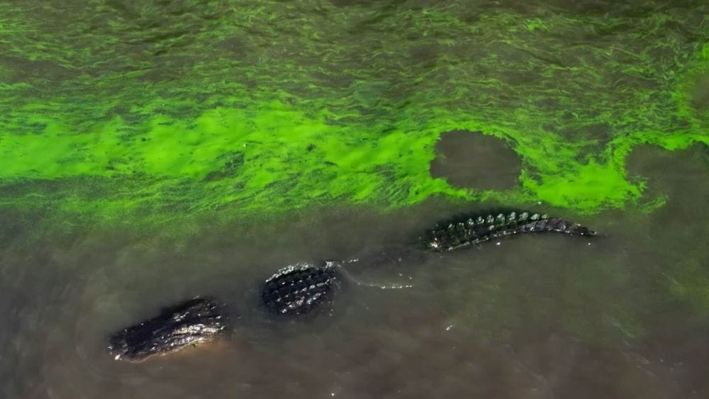 A crocodile swims amid water with fluorescent green algae through it.